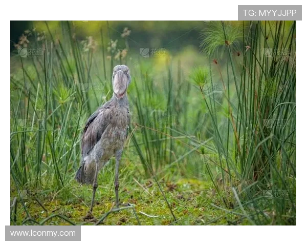 乌干达鹤军团保护措施提升濒危物种复苏力度与成效分析
